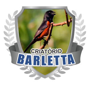 Chegada Novo Galador. | Criatório Barletta Curió Clássico - Taquarituba/SP